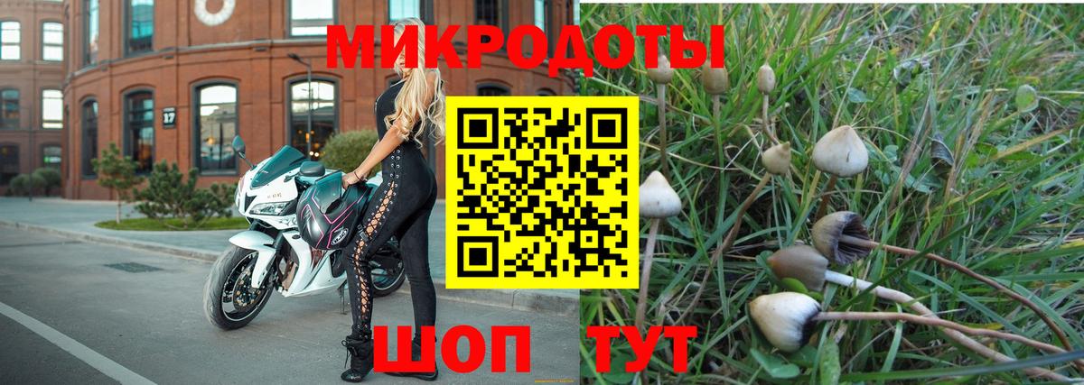 Псилоцибиновые грибы Psilocybe Урус-Мартан